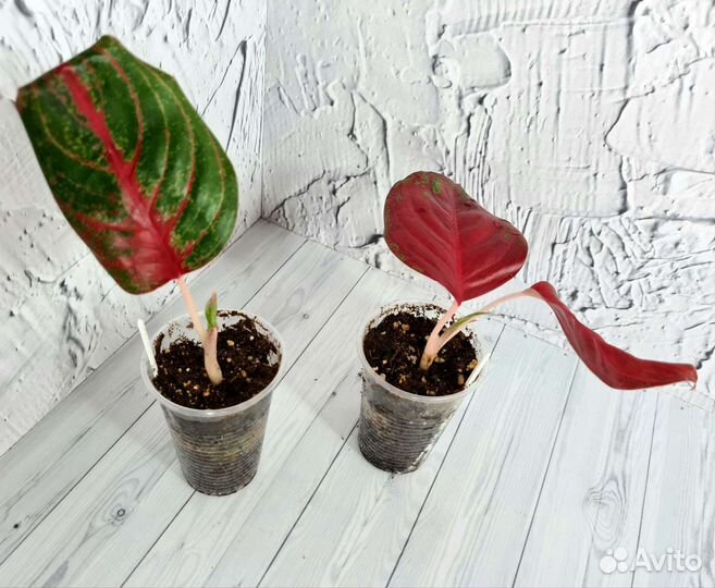 Аглаонема Som Prathana