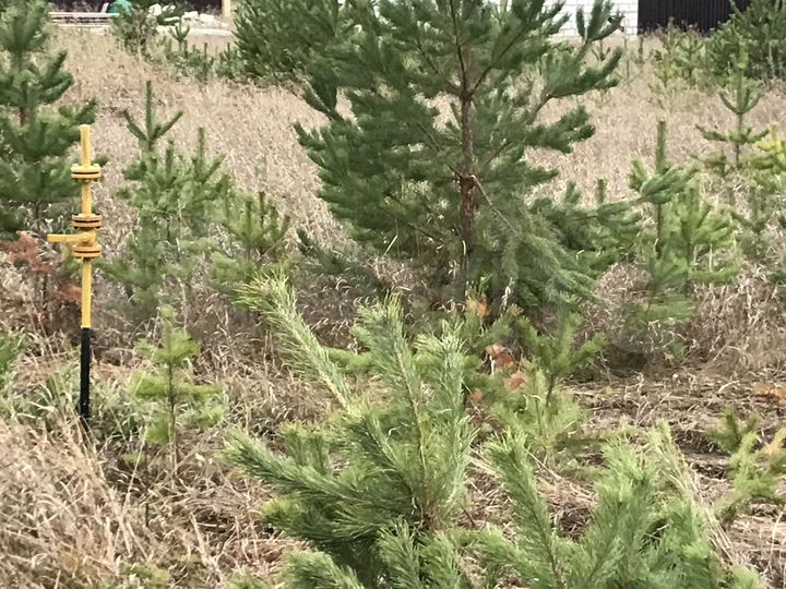 Участок 12 сот. (ИЖС)