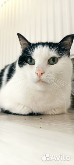 Хозяйка погибла, кошки ищут своего Человека