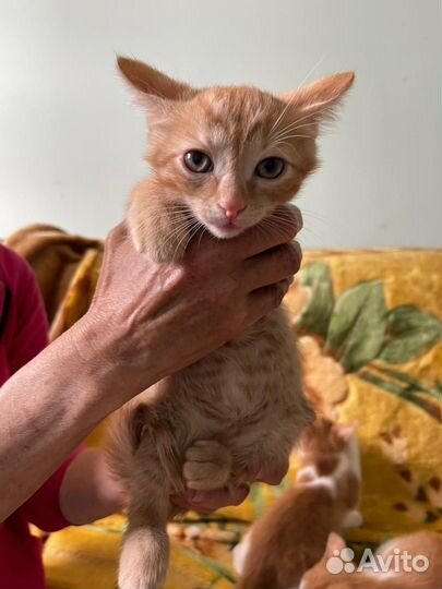 Рыжие котята ищут дом