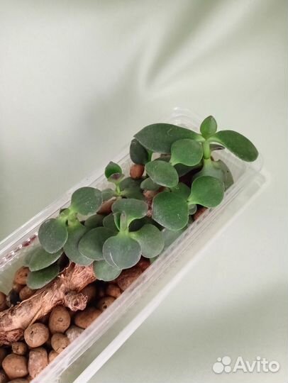 Комнатные растения