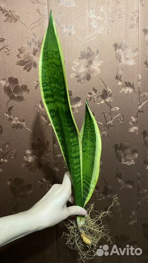 Сансевиерия лауренти