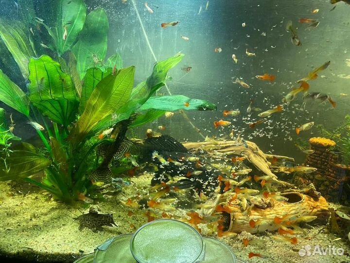 Артемия пастеризованная 100 гр