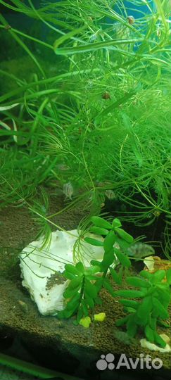 Рыбка сапфировый попугай