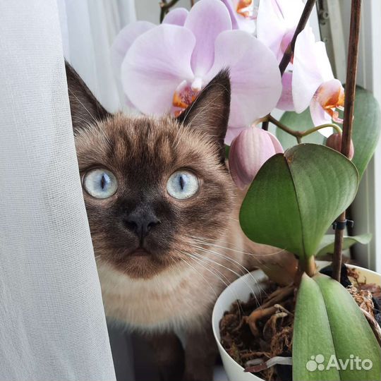 Тайская кошка
