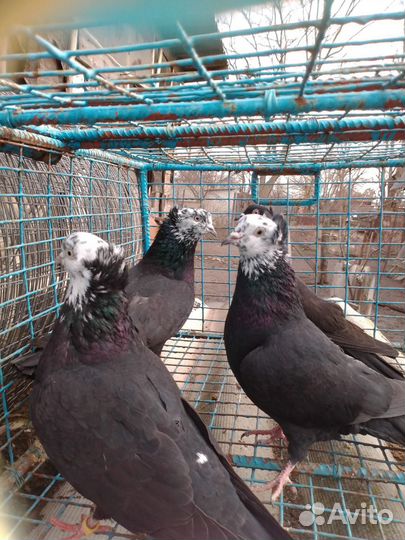 Голуби Бакинские