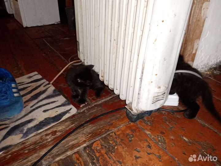 Котята в добрые руки бесплатно