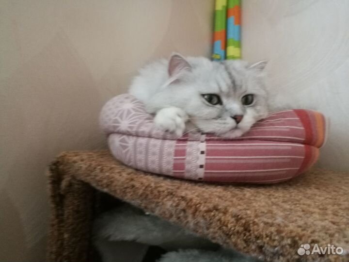 Кот на вязку
