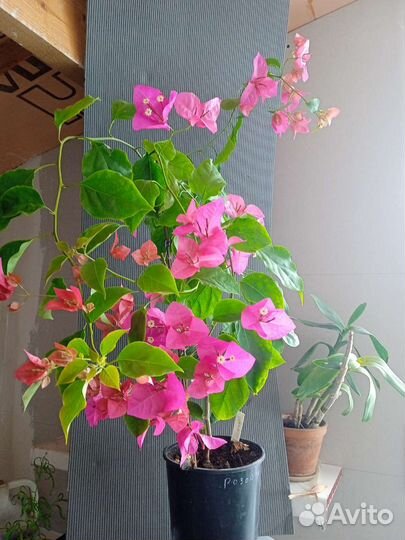 Бугенвиллия