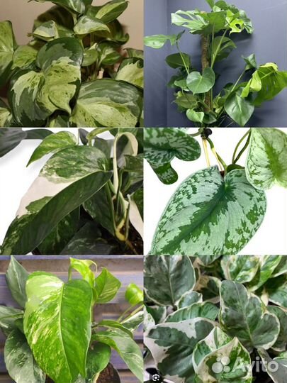 Комнатные растения