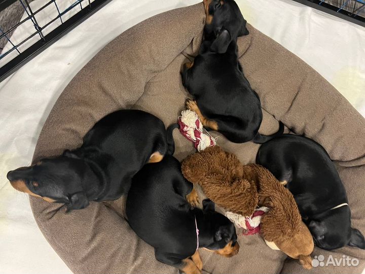 Цвергпинчер