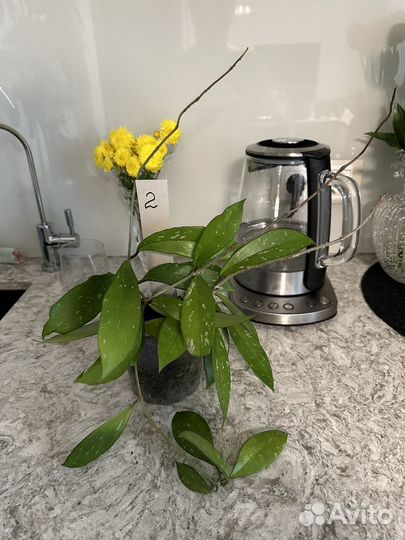 Хойя Pubicalyx Red Button