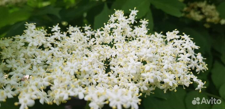 Бузина черная и красная