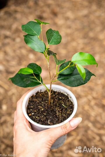 Фикус Бенджамина