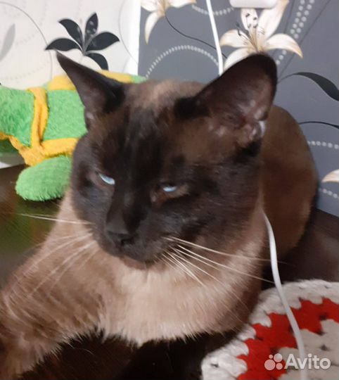 Тайский котик