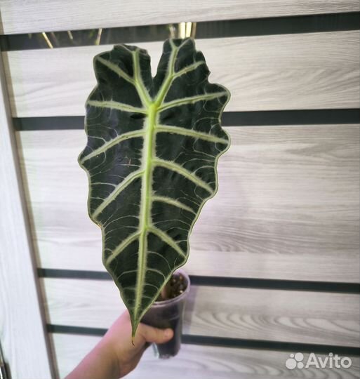 Алоказия полли