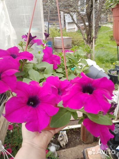 Продам кашпо с ампельной петунией и калебрахоа