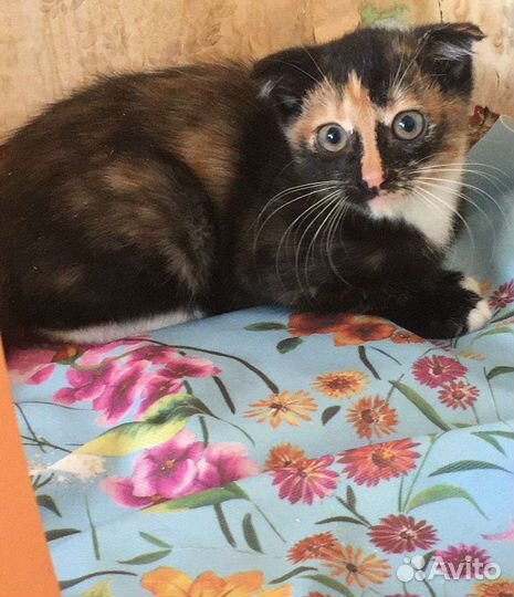 Вислоухий кот