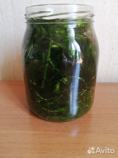 Водоросли для аквариума
