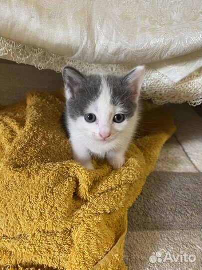 Отдам красивущих котят