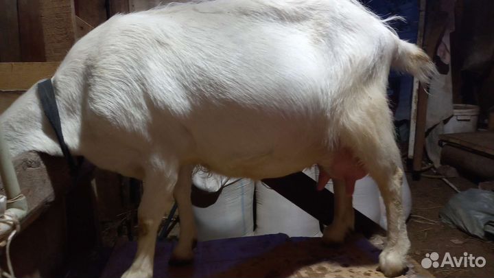 Козы и корова на мясо и на молоко