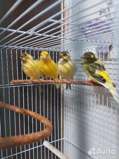 Птицы канарейки