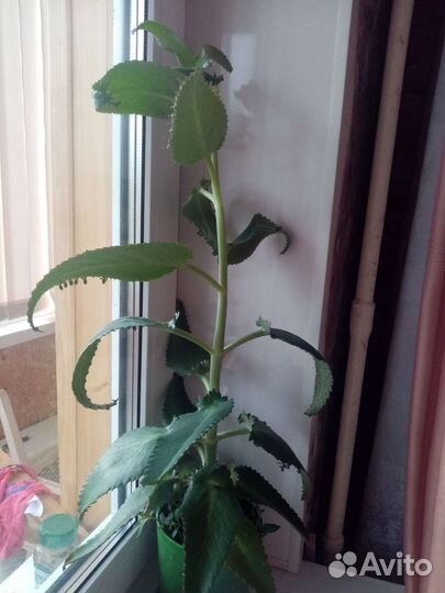 Каланхоэ лечебное