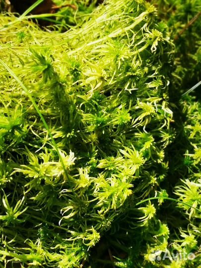 Мох сфагнум живой
