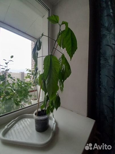 Гибискус (Китайская Роза)