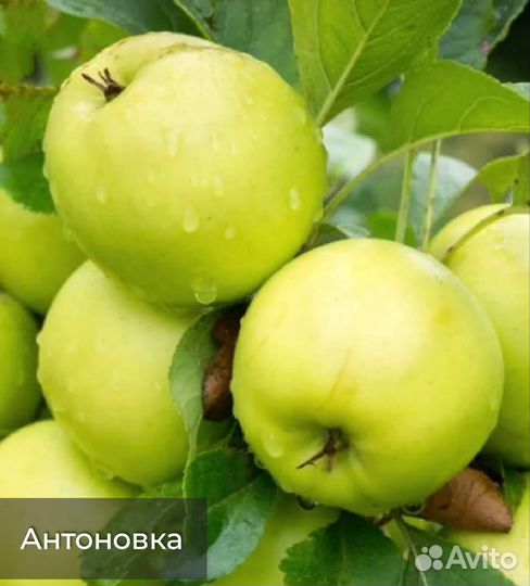 Саженцы яблонь 2, 3, 4 лет