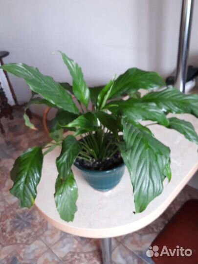 Спатифиллум