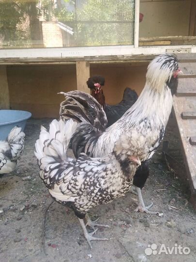 Куры падуаны