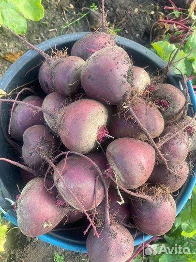 Свекла от 20 тонн наличка безнал с НДС