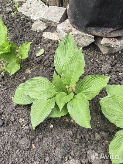 Хоста два вида