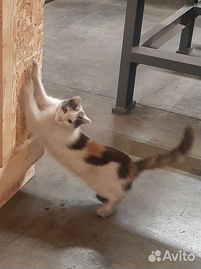 Кошка трехцветная