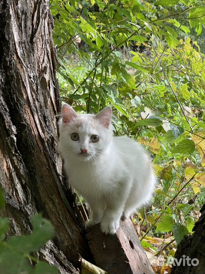 Кошки в добрые руки