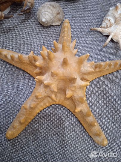 Морские сувениры