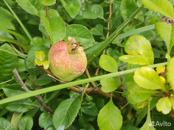 Айва японская саженцы