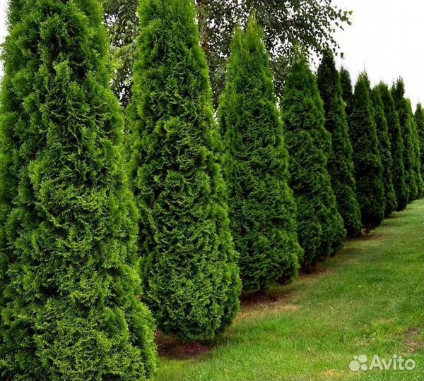 Туи вип класса