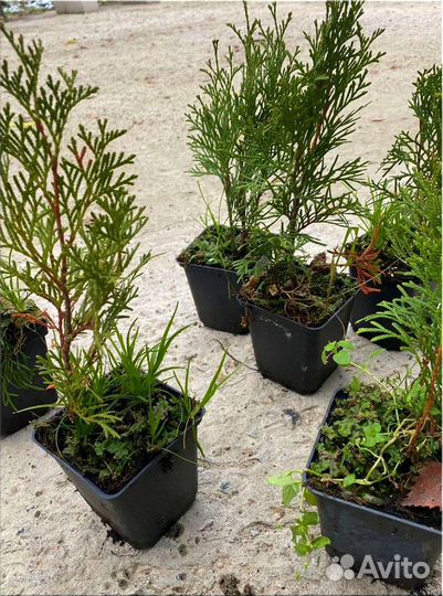 Туя Смарагд горшок Р9/Оптом