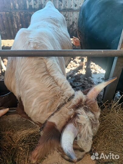 Быки на мясо