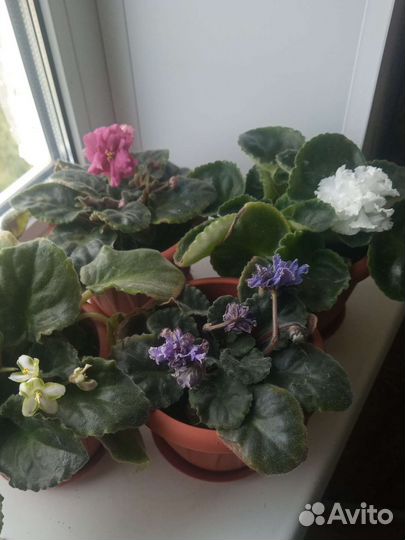 Сортовые фиалки