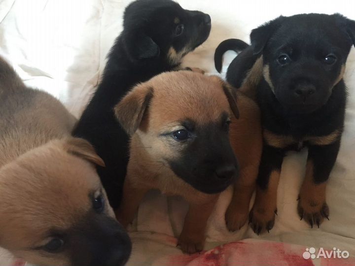 Ласковые щенки Сиба Ину