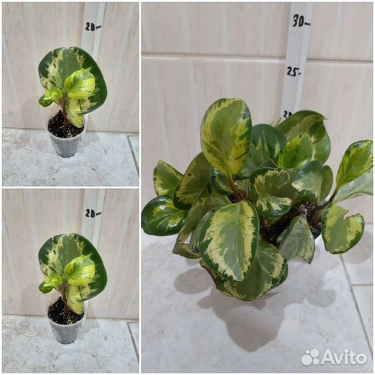 Монстера Альба,Хавортия, Гастерия, Алоэ, Пеперомия