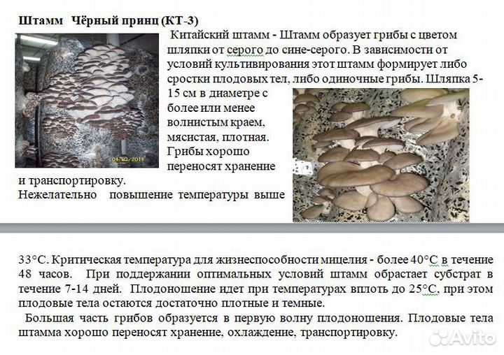 Зерновой мицелий Вешенки штамм Чёрный принц