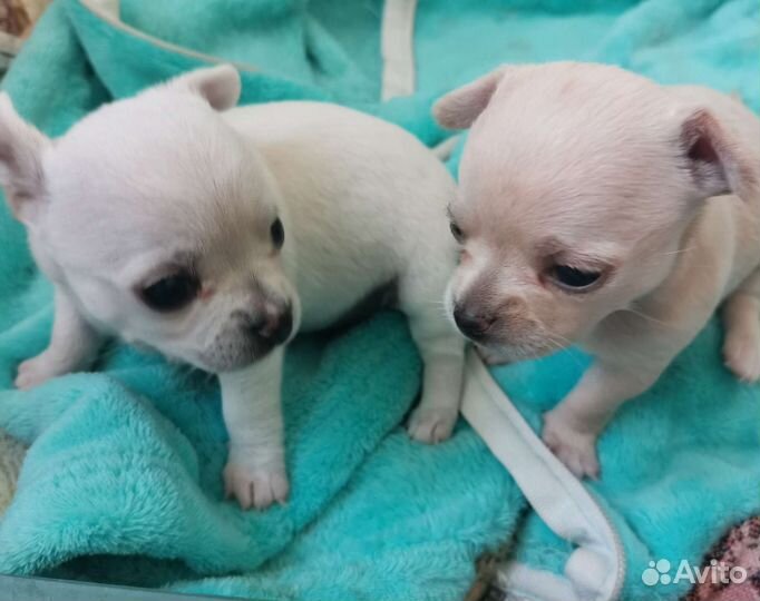 Щенок чихуахуа девочка гладкошерстные