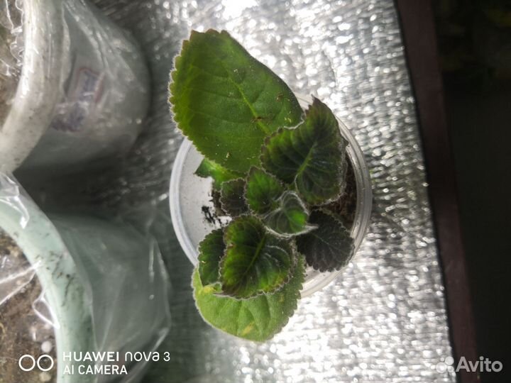 Глоксиния изабель