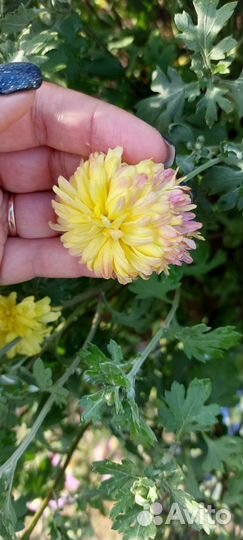 Хризантема хамелеон жёлтая на Лодыгина