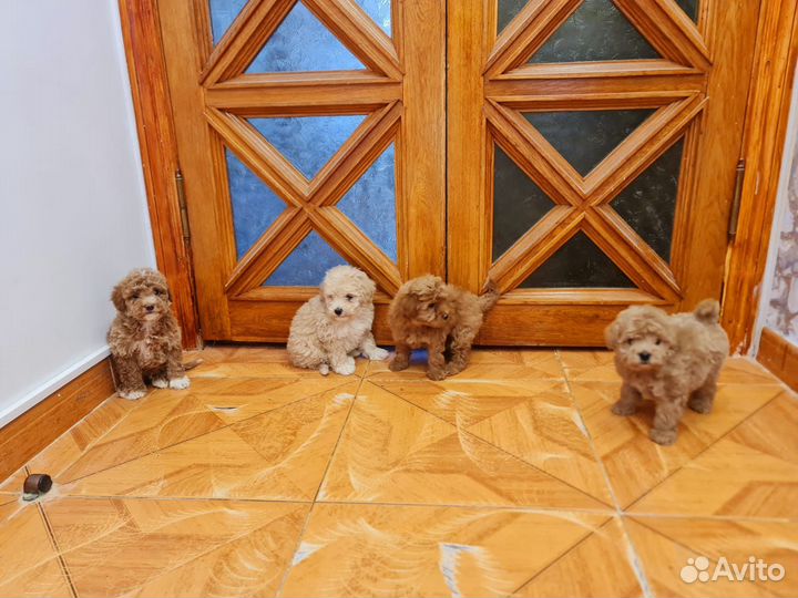 Мальтипу f1 бейби фейс