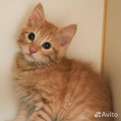 Солнечные зайчики бесплатно рыжие котята